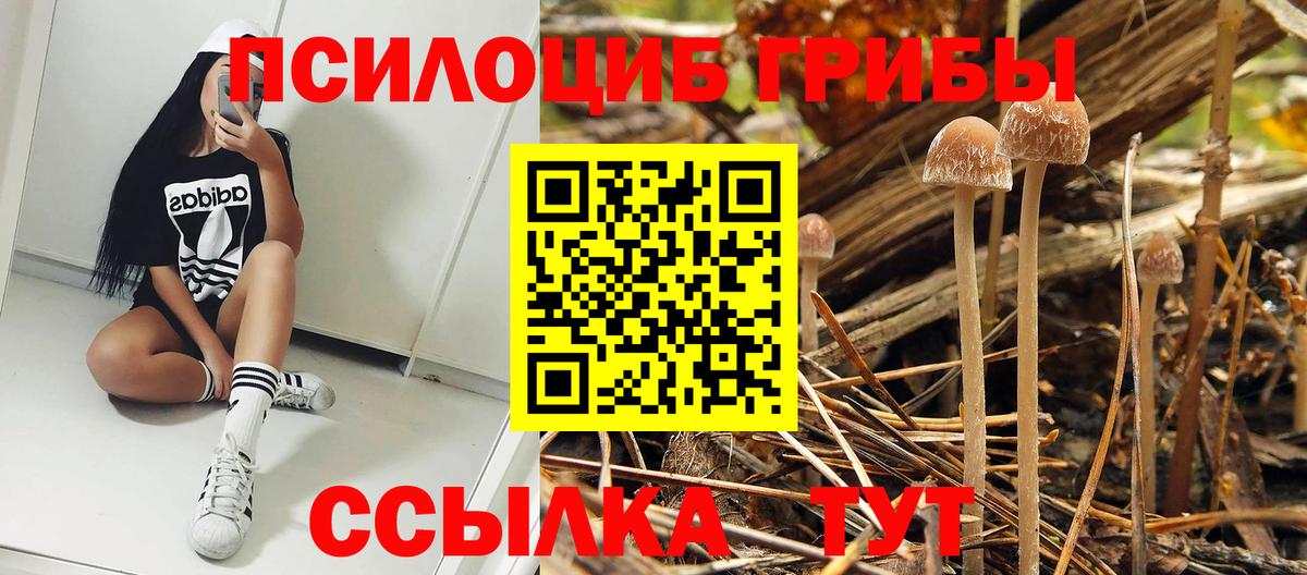 Галлюциногенные грибы прущие грибы  Вход с VPN  как найти наркотики  Апрелевка  Псилоцибиновые грибы Psilocybine cubensis 
